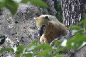 Coati Adult coati on a tree