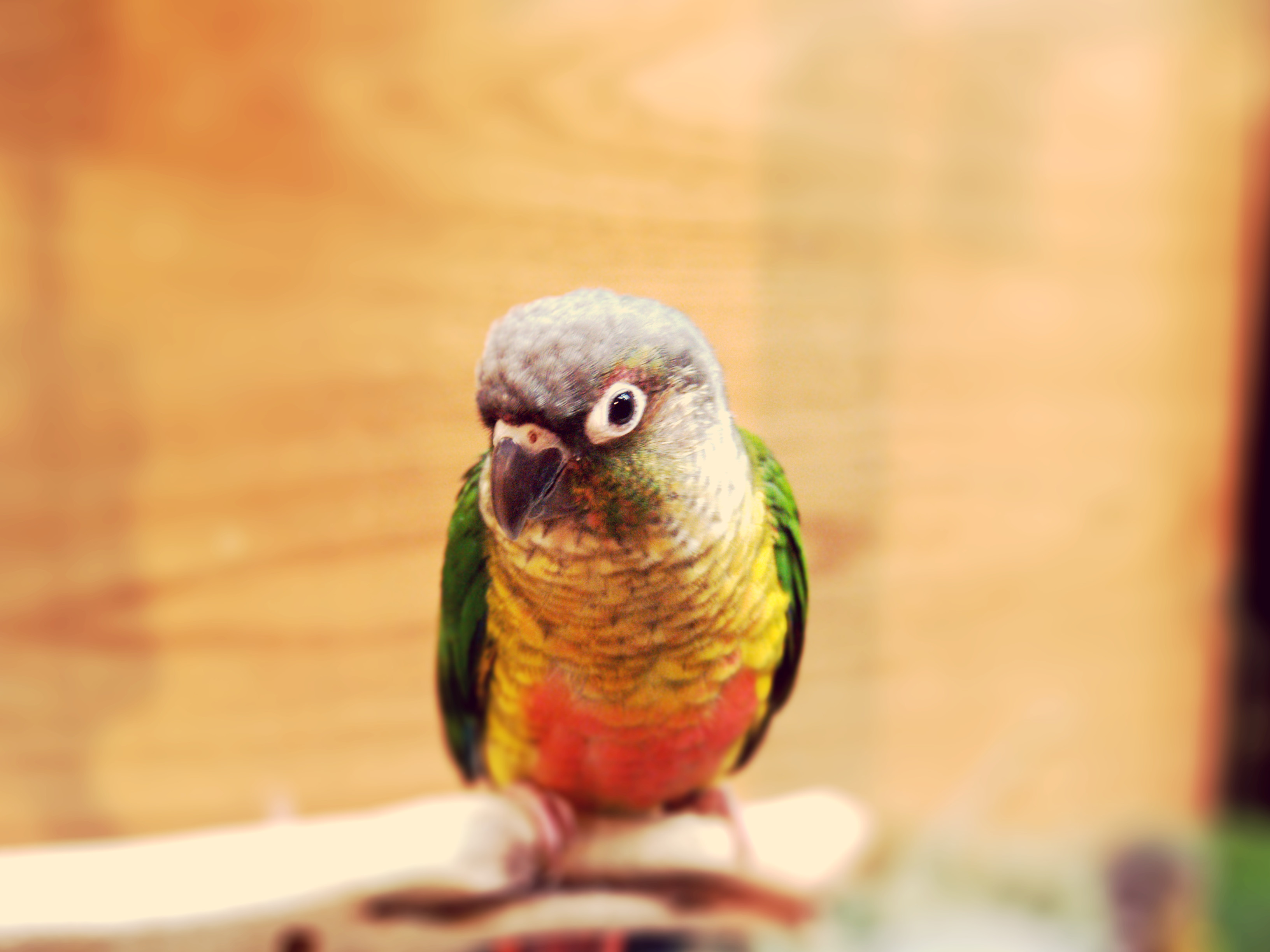 Yellow Breasted Conure